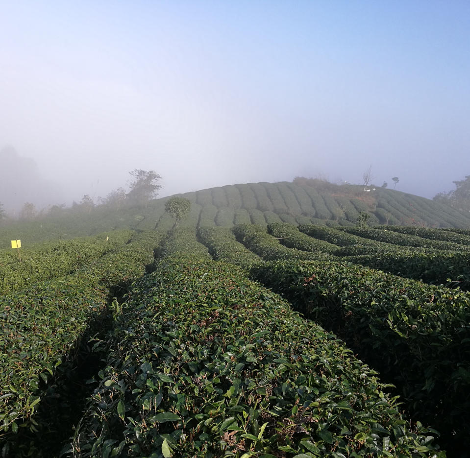 茶园春季